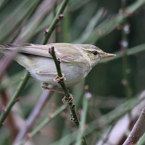 Arctic Warbler (Phylloscopus borealis)