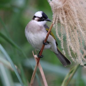 Taiwan Light-vented Bulbul (Pycnonotus sinensis formosae)