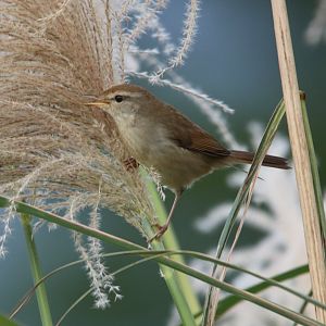 Manchurian Bush-warbler (Horornis canturians)