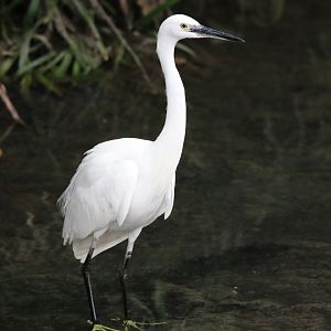 Little Egret (Egretta garzetta)