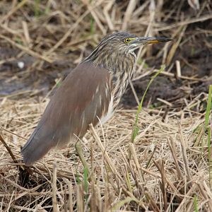 Chinese Pond-heron (Ardeola bacchus)