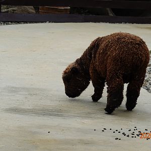 Olde English Southdown Sheep (Ovis orientalis f. aries)