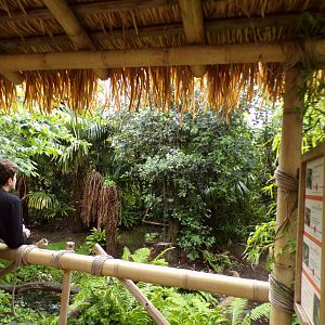Sumatran walkthrough bird aviary 29.6.24