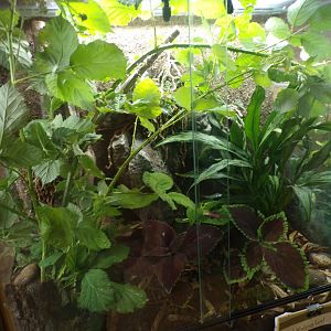 Giant walking leaf terrarium 29.6.24