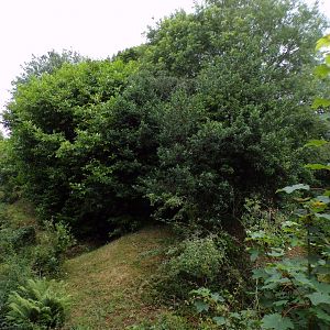 White-belted ruffed lemur island 29.6.24