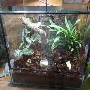 Vietnamese giant magnolia snail terrarium 29.6.24