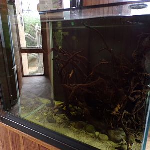 Tiger Betta tank 29.6.24