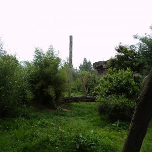 Sumatran tiger enclosure 29.6.24