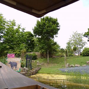 Lowland anoa enclosure 29.6.24