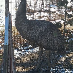 Emu (1/25/25)