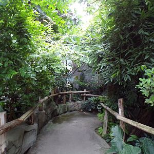 View inside Monsoon forest 29.6.24