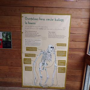 Signage about orangutans 29.6.24