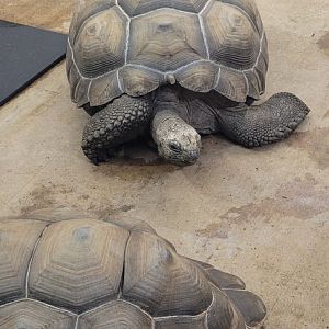 Emma and Charles the Aldabra Giant Tortoises (1/25/25)