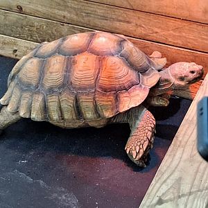 Theo the Sulcata Tortoise (1/25/25)