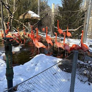 American Flamingo - Seen January 26, 2025