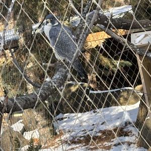 Peregrine Falcon - Seen January 26, 2025