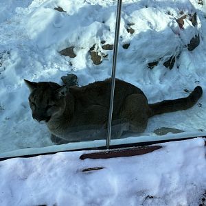 Cougar - Seen January 26, 2025