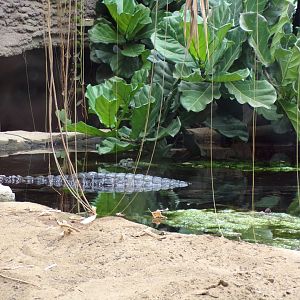 Sunda gharial 29.6.24
