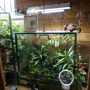 Vampire crab terrarium 29.6.24