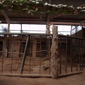 Asian elephant indoors 29.6.24