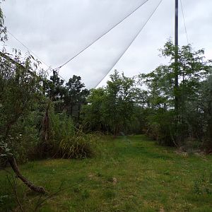 Conquerel’s sifaka enclosure 29.6.24