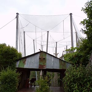 Moloch gibbon enclosure 29.6.24