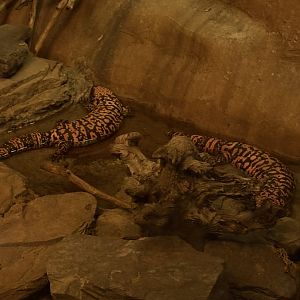 Gila Monsters - Seen January 26, 2025