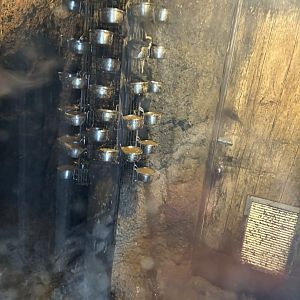 Seba’s Short-Tailed Bat Enclosure - Seen January 26, 2025