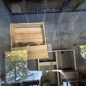 Sleeping Ringtail - Seen January 26, 2025