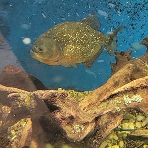 Red Bellied Piranha (1/25/25)