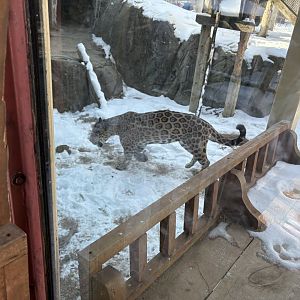 Jaguar - Seen January 26, 2025