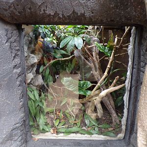 Horn-headed lizard terrarium 29.6.24