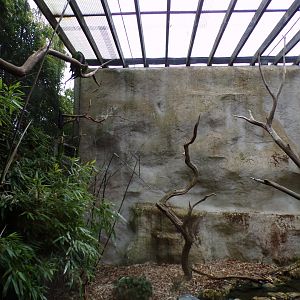 Lord Derby’s parakeet aviary 29.6.24