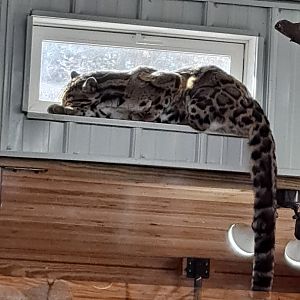 Kya the Mainland Clouded Leopard (1/25/25)