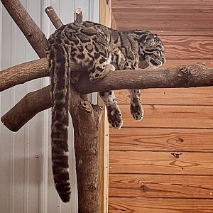 Kya the Mainland Clouded Leopard (1/25/25)