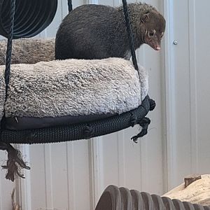 Common Kusimanse (1/25/25)