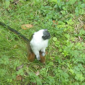 Pied tamarin 29.6.24