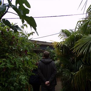 Sumatran bird walkthrough aviary 29.6.24