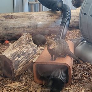 Common Kusimanse (1/25/25)