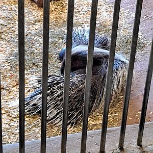 Lady Gaga and Bramble the African Crested Porcupines (1/25/25)