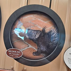 Porcupette Baby Pic (1/25/25)