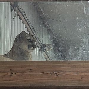 Harper the Cougar (1/25/25)