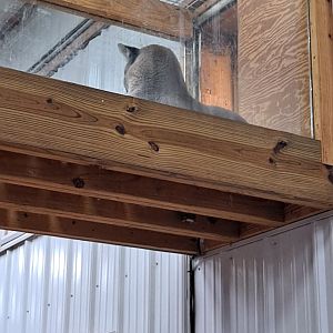 Harper the Cougar (1/25/25)