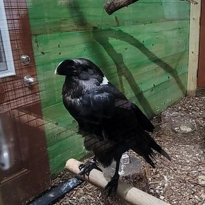 White-Necked Raven (1/25/25)