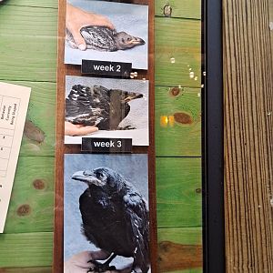 Growth of White-Necked Raven chick (1/25/25)