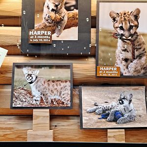 Harper's Baby Pictures! (1/25/25)