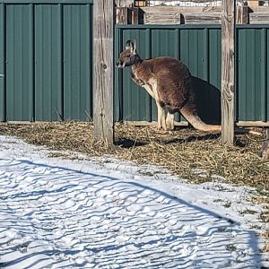 Red Kangaroo (1/25/25)