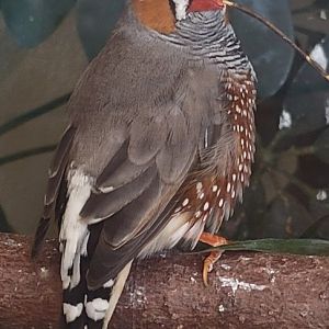 Australian Zebra Finch (1/25/25)