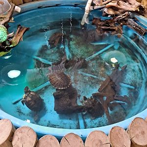 Red-Eared Sliders/Painted Turtles (1/25/25)