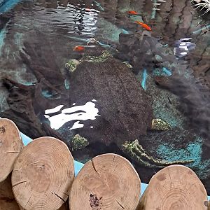 Alligator Snapping Turtle/Goldfish (1/25/25)